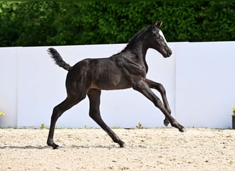Deutsches Sportpferd, Stute, Fohlen (05/2025), Schwarzbrauner