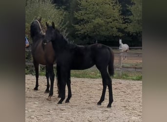 Deutsches Sportpferd, Stute, Fohlen (05/2026), Schwarzbrauner