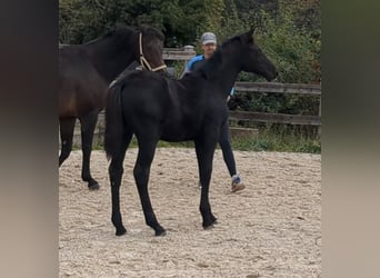Deutsches Sportpferd, Stute, Fohlen (05/2026), Schwarzbrauner