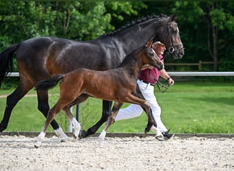 Deutsches Sportpferd, Stute, Fohlen (04/2025), Schwarzbrauner