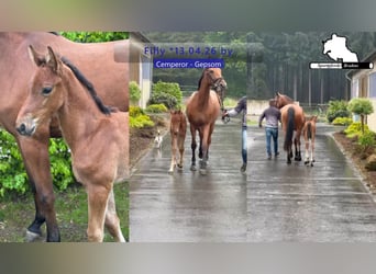 Deutsches Sportpferd, Stute, Fohlen (04/2026)