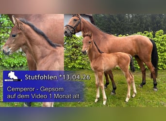 Deutsches Sportpferd, Stute, Fohlen (04/2026)