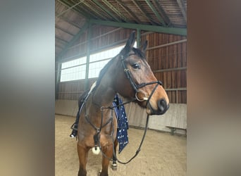 Deutsches Sportpferd, Unbekannt, 11 Jahre