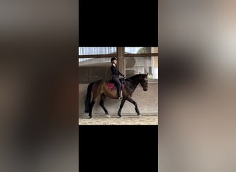 Deutsches Sportpferd, Wallach, 10 Jahre, 160 cm, Dunkelbrauner