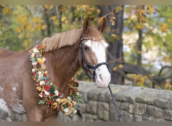 Deutsches Sportpferd, Wallach, 10 Jahre, 160 cm, Fuchs