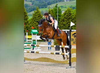 Deutsches Sportpferd, Wallach, 10 Jahre, 163 cm, Brauner