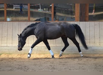Deutsches Sportpferd, Wallach, 10 Jahre, 163 cm, Schwarzbrauner
