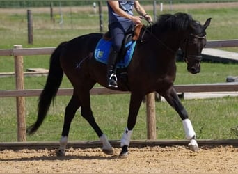 Deutsches Sportpferd, Wallach, 10 Jahre, 163 cm, Schwarzbrauner