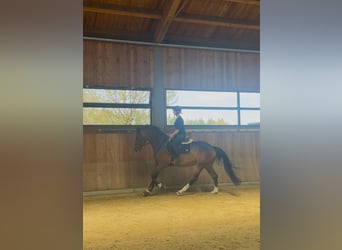 Deutsches Sportpferd, Wallach, 10 Jahre, 164 cm, Brauner