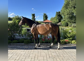 Deutsches Sportpferd, Wallach, 10 Jahre, 164 cm, Brauner