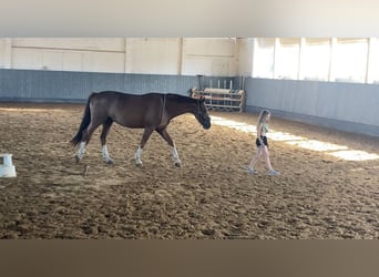 Deutsches Sportpferd, Wallach, 10 Jahre, 164 cm, Fuchs