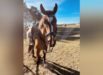 Deutsches Sportpferd, Wallach, 10 Jahre, 165 cm, Hellbrauner