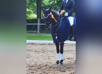 Deutsches Sportpferd, Wallach, 10 Jahre, 165 cm, Rappe