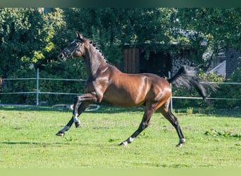 Deutsches Sportpferd, Wallach, 10 Jahre, 166 cm, Brauner