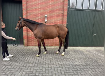 Deutsches Sportpferd, Wallach, 10 Jahre, 167 cm, Brauner