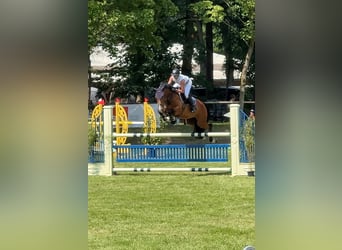 Deutsches Sportpferd, Wallach, 10 Jahre, 167 cm, Brauner
