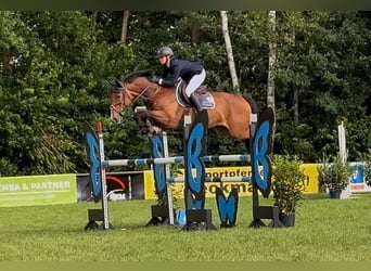 Deutsches Sportpferd, Wallach, 10 Jahre, 167 cm, Brauner