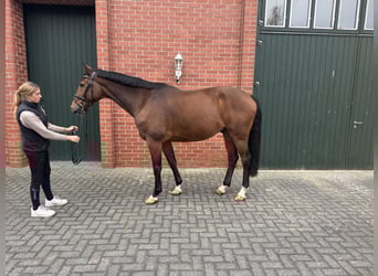 Deutsches Sportpferd, Wallach, 10 Jahre, 167 cm, Brauner