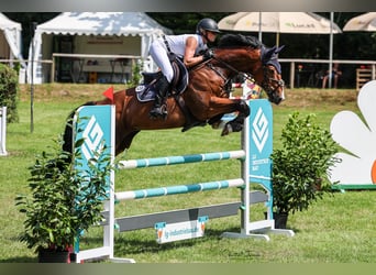 Deutsches Sportpferd, Wallach, 10 Jahre, 167 cm, Brauner