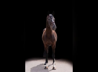 Deutsches Sportpferd, Wallach, 10 Jahre, 167 cm, Brauner