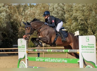 Deutsches Sportpferd, Wallach, 10 Jahre, 167 cm, Dunkelbrauner