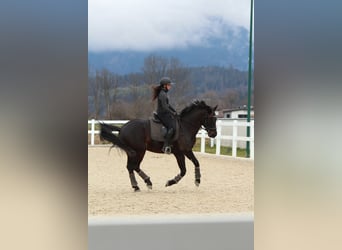 Deutsches Sportpferd, Wallach, 10 Jahre, 167 cm, Schwarzbrauner