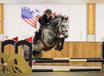 Deutsches Sportpferd, Wallach, 10 Jahre, 168 cm, Apfelschimmel