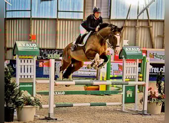 Deutsches Sportpferd, Wallach, 10 Jahre, 168 cm, Brauner