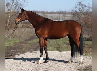 Deutsches Sportpferd, Wallach, 10 Jahre, 168 cm, Brauner