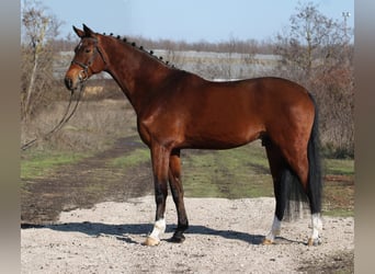 Deutsches Sportpferd, Wallach, 10 Jahre, 168 cm, Brauner