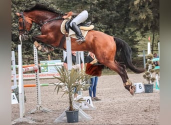 Deutsches Sportpferd, Wallach, 10 Jahre, 168 cm, Brauner