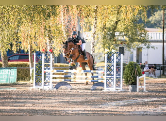 Deutsches Sportpferd, Wallach, 10 Jahre, 168 cm, Brauner