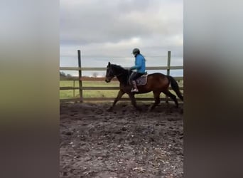 Deutsches Sportpferd, Wallach, 10 Jahre, 168 cm, Dunkelbrauner