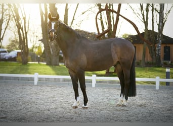 Deutsches Sportpferd, Wallach, 10 Jahre, 168 cm, Dunkelbrauner