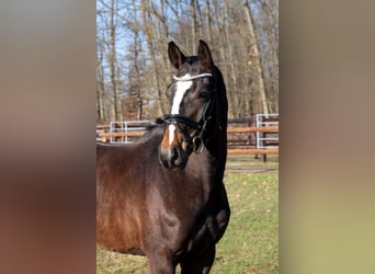 Deutsches Sportpferd, Wallach, 10 Jahre, 168 cm, Dunkelbrauner