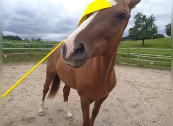 Deutsches Sportpferd, Wallach, 10 Jahre, 168 cm, Fuchs