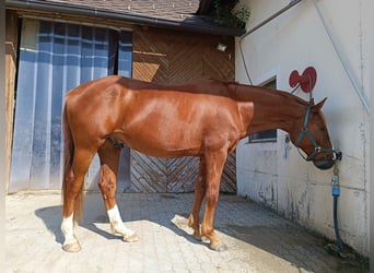 Deutsches Sportpferd, Wallach, 10 Jahre, 168 cm, Fuchs