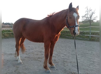 Deutsches Sportpferd, Wallach, 10 Jahre, 168 cm, Fuchs