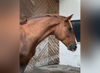 Deutsches Sportpferd, Wallach, 10 Jahre, 168 cm, Fuchs