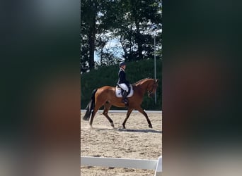 Deutsches Sportpferd, Wallach, 10 Jahre, 168 cm, Hellbrauner
