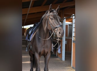 Deutsches Sportpferd, Wallach, 10 Jahre, 168 cm, Rappe