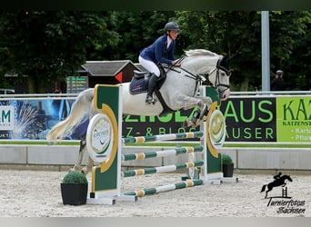 Deutsches Sportpferd, Wallach, 10 Jahre, 168 cm, Schimmel