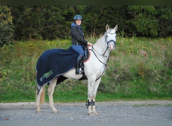 Deutsches Sportpferd, Wallach, 10 Jahre, 168 cm, Schimmel