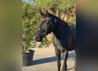 Deutsches Sportpferd, Wallach, 10 Jahre, 168 cm, Schwarzbrauner