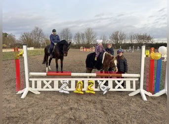 Deutsches Sportpferd, Wallach, 10 Jahre, 169 cm, Dunkelbrauner