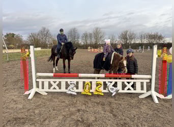 Deutsches Sportpferd, Wallach, 10 Jahre, 169 cm, Dunkelbrauner