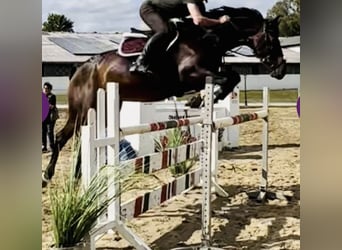 Deutsches Sportpferd, Wallach, 10 Jahre, 169 cm, Dunkelbrauner