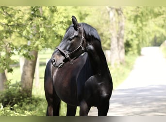 Deutsches Sportpferd, Wallach, 10 Jahre, 169 cm, Schwarzbrauner