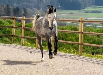 Deutsches Sportpferd, Wallach, 10 Jahre, 170 cm, Apfelschimmel