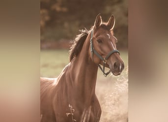 Deutsches Sportpferd, Wallach, 10 Jahre, 170 cm, Brauner